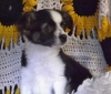 Adorable-chihuahua-puppies-for-sale