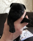 Pug-male-and-female-pups-pure-breed