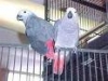 cute-african-grey-parrot-for-adoption